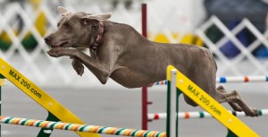 WCNI Agility Trial 2024 @ Car-Dun-Al Dog Training Club | Wauconda | Illinois | United States